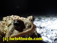 /home//u458753944/public_html/sourcegallery//Roxborough Toad Detour/2013-2019/2016/2016-03-31/P3310510.JPG